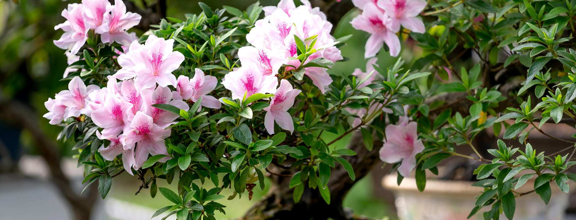 Bannerfoto for Bonsai-frø