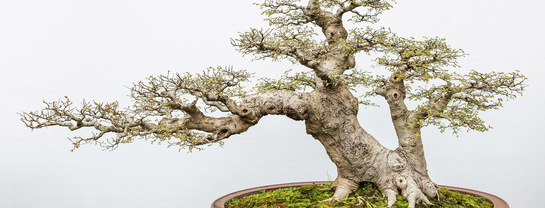 Bannerfoto för kontaktformuläret hos Bonsai Aikoka