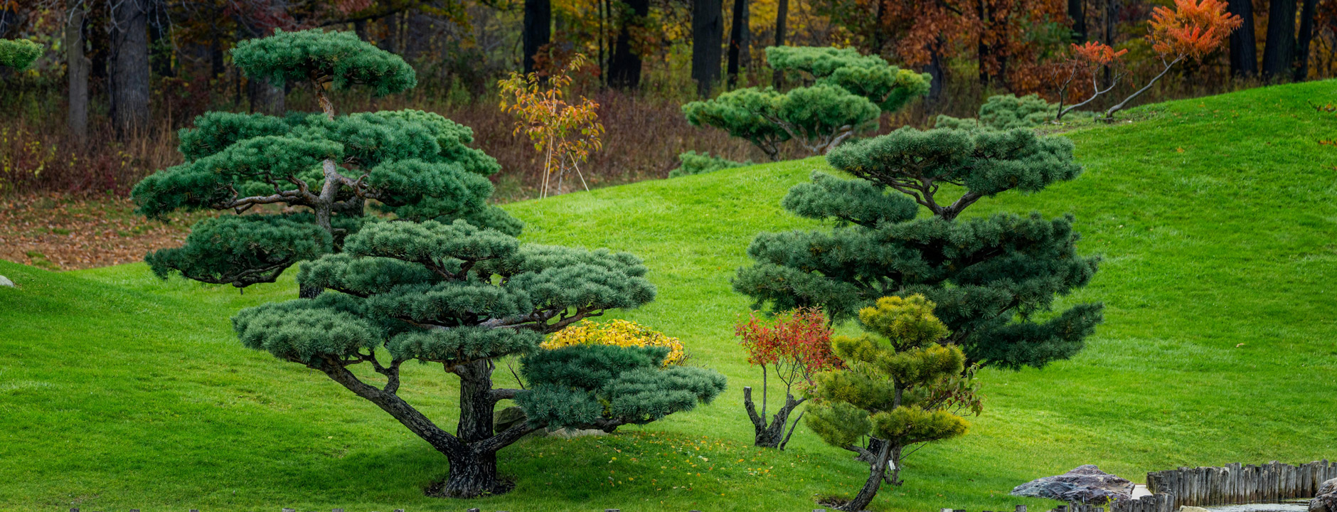 Bannerfoto för impressum-sidan på Bonsai Aikoka