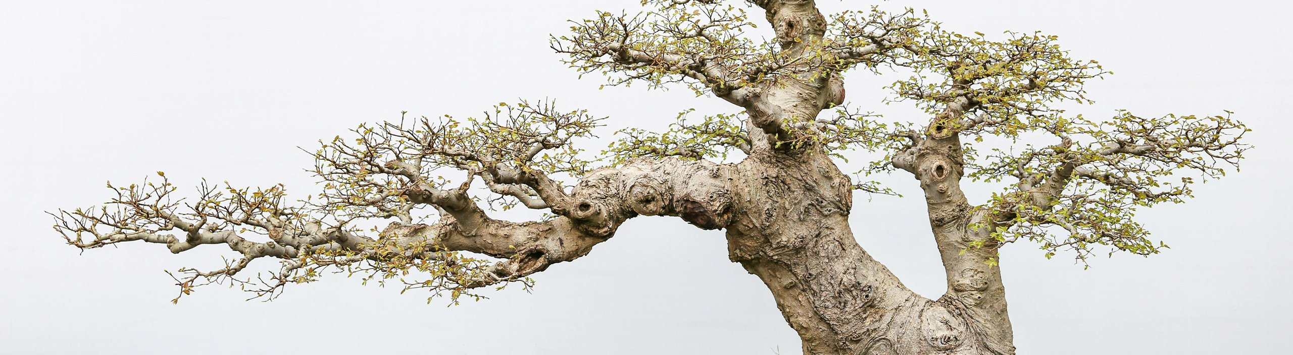 Bonsai Aikoka