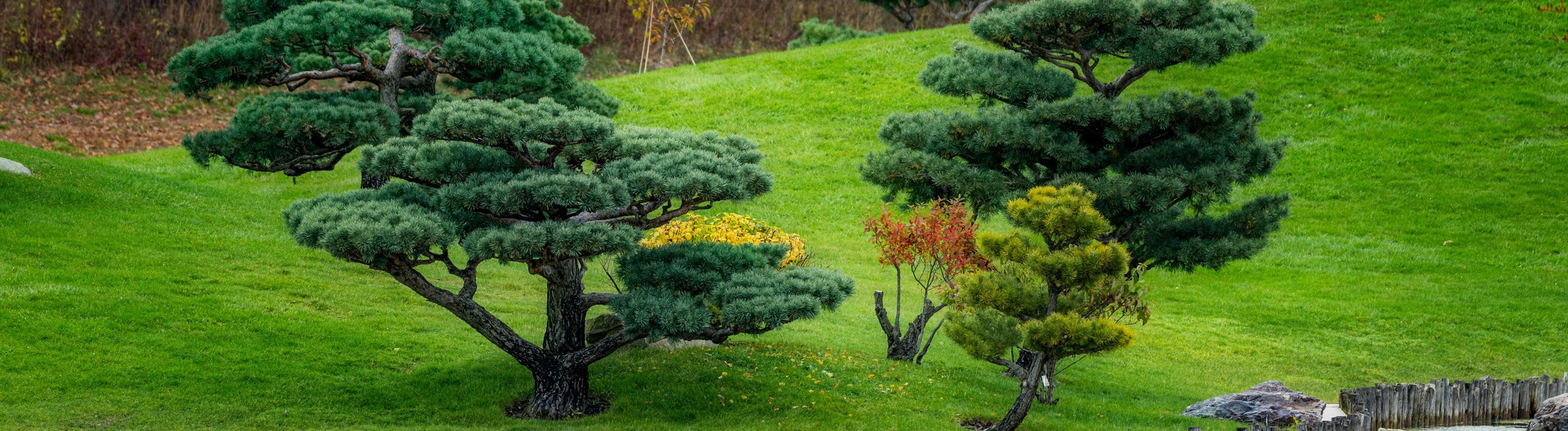 Bonsai Aikoka