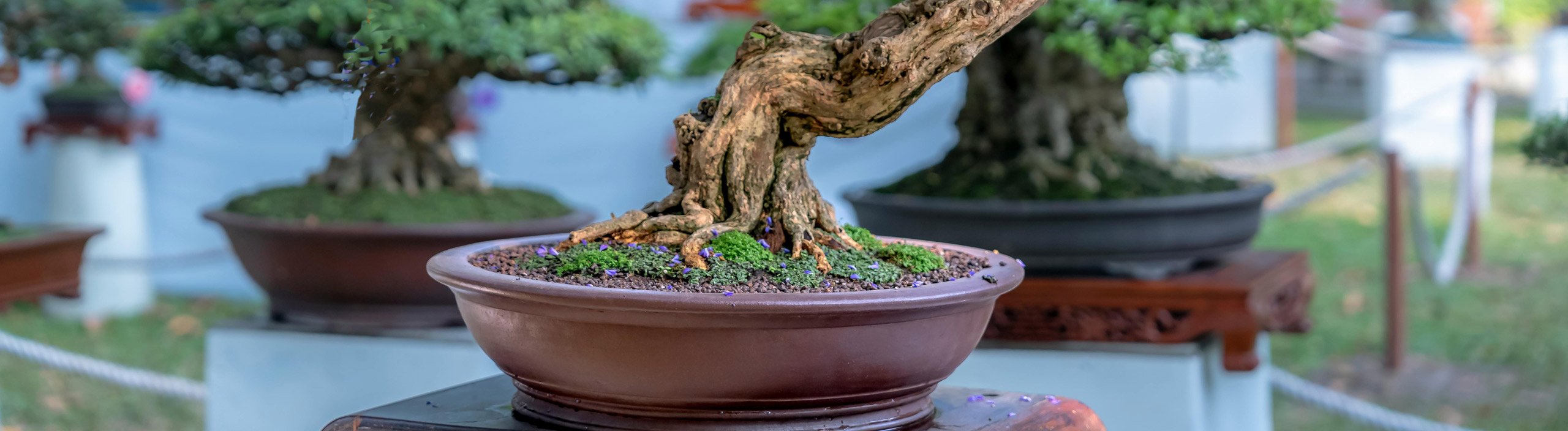 Bonsai Aikoka