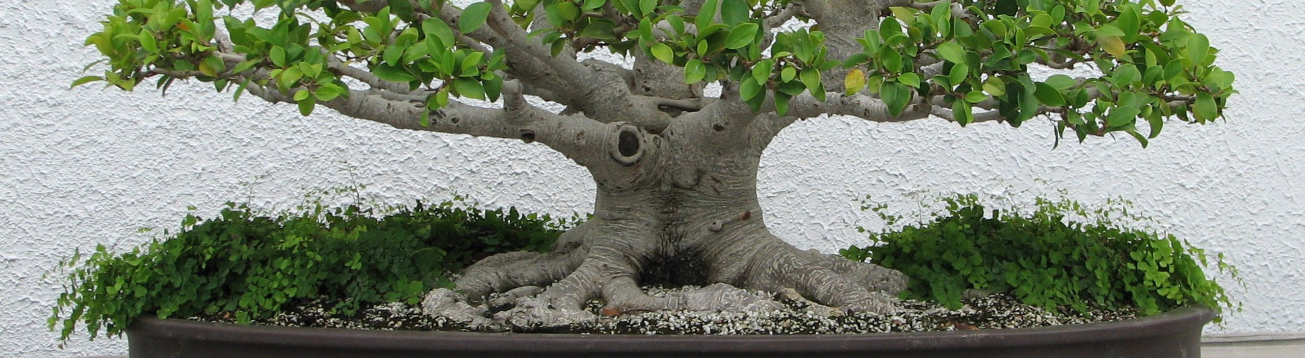 Bonsai Aikoka