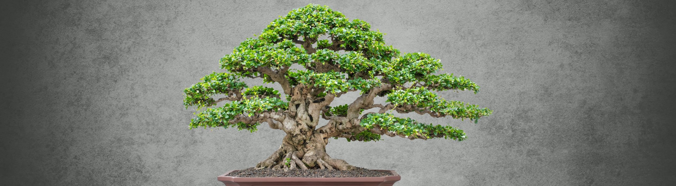 Bonsai f&ouml;r alla