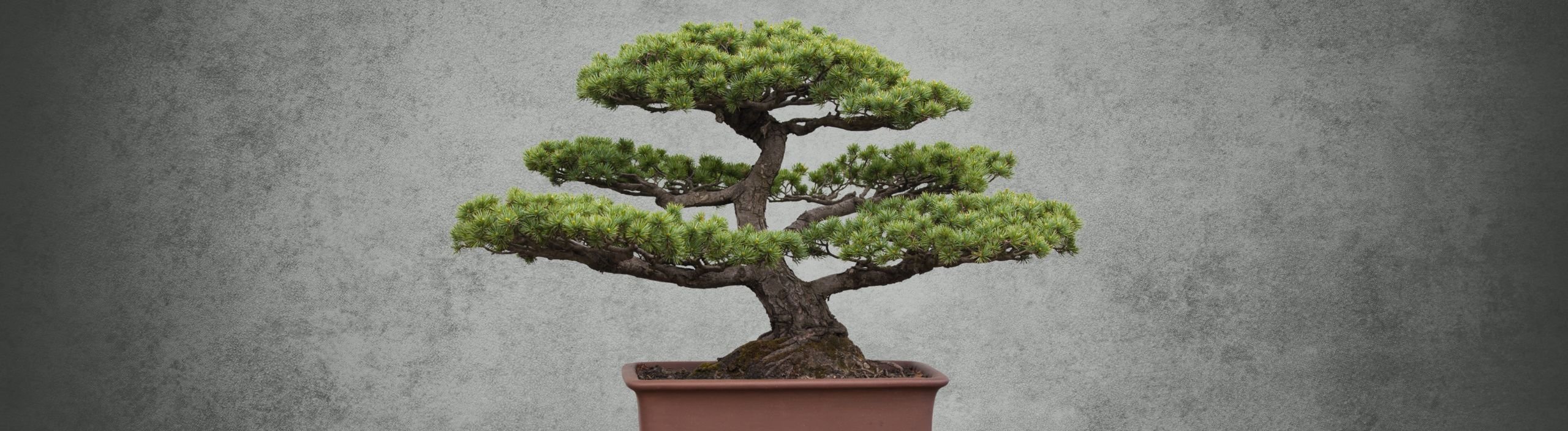 Bonsai für alle