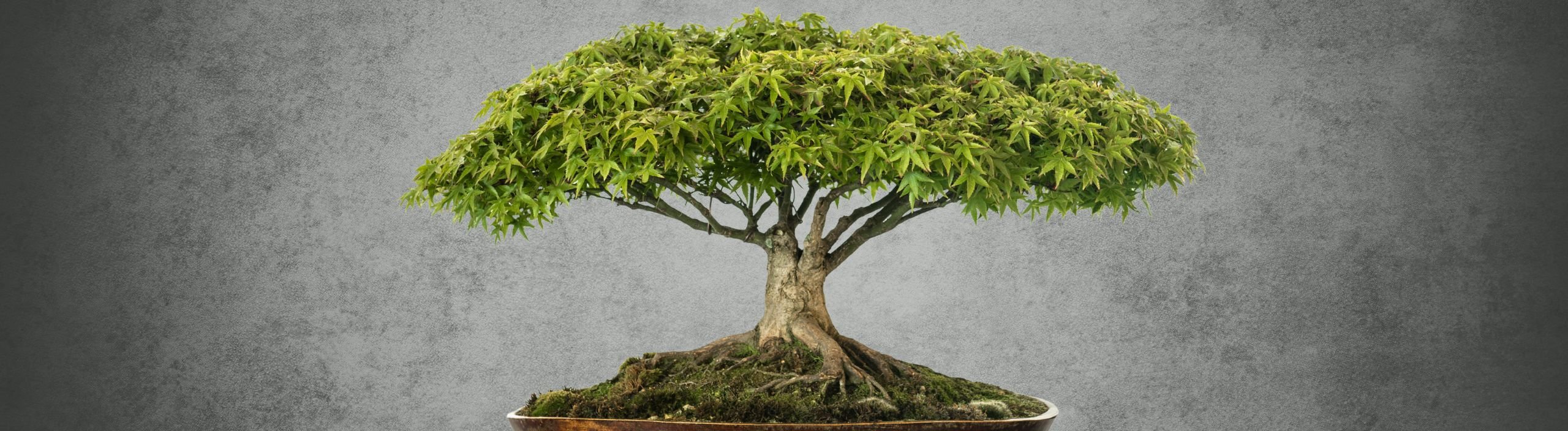 Bonsai f&ouml;r alla