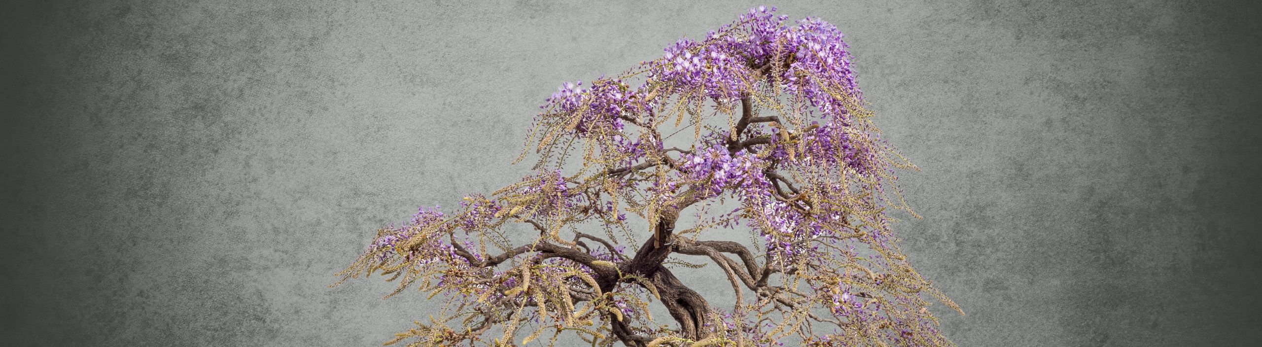 Bonsai für alle