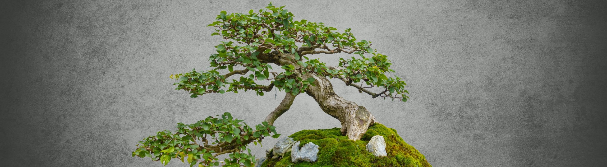 Bonsai für alle