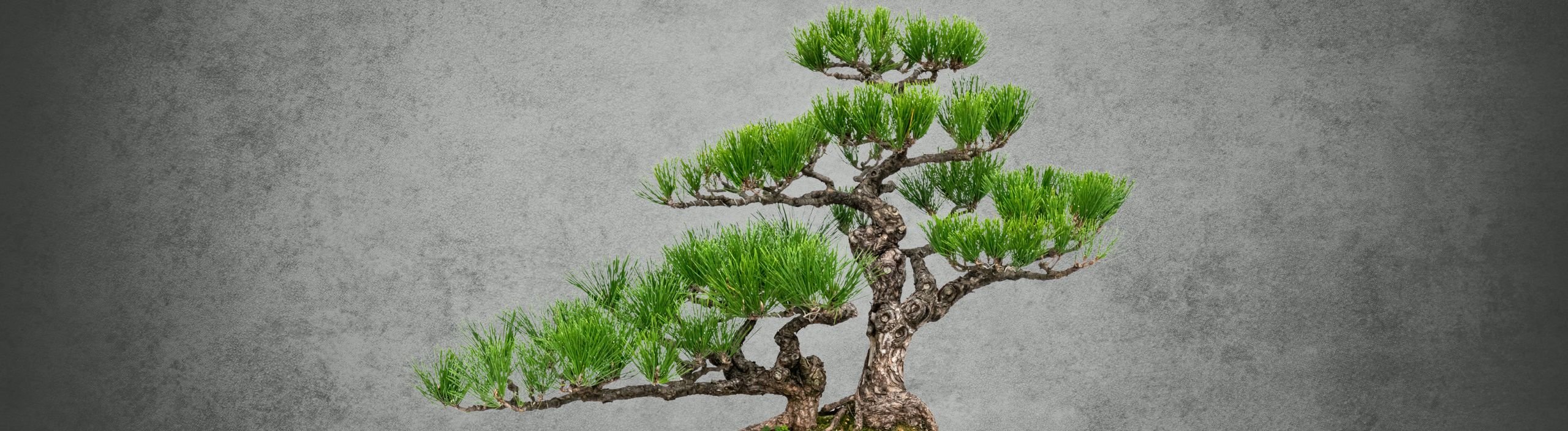 Bonsai für alle