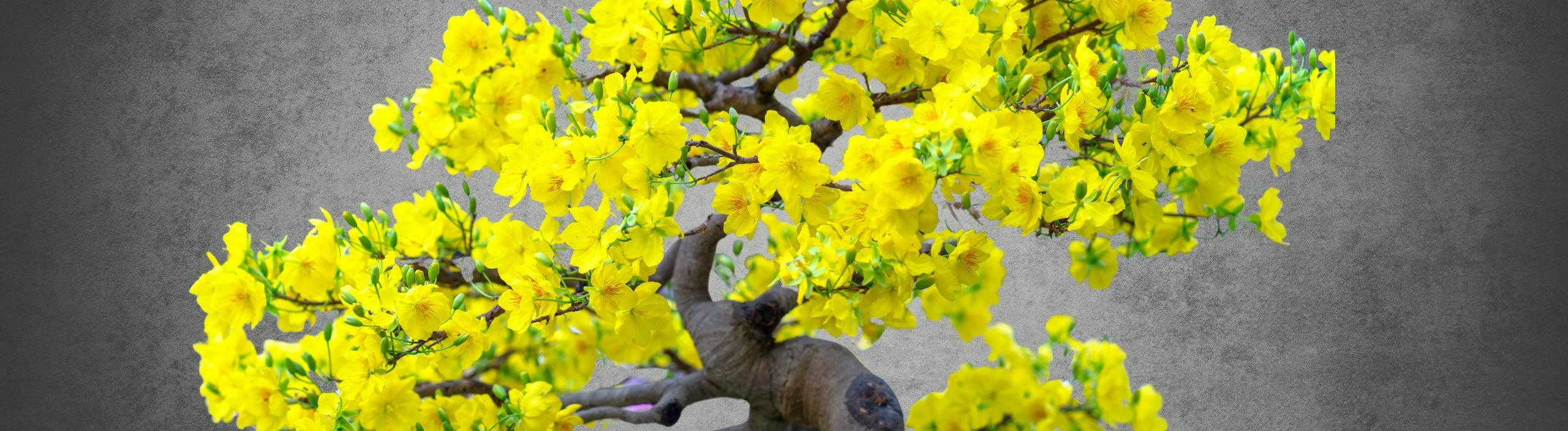 Bonsai für alle