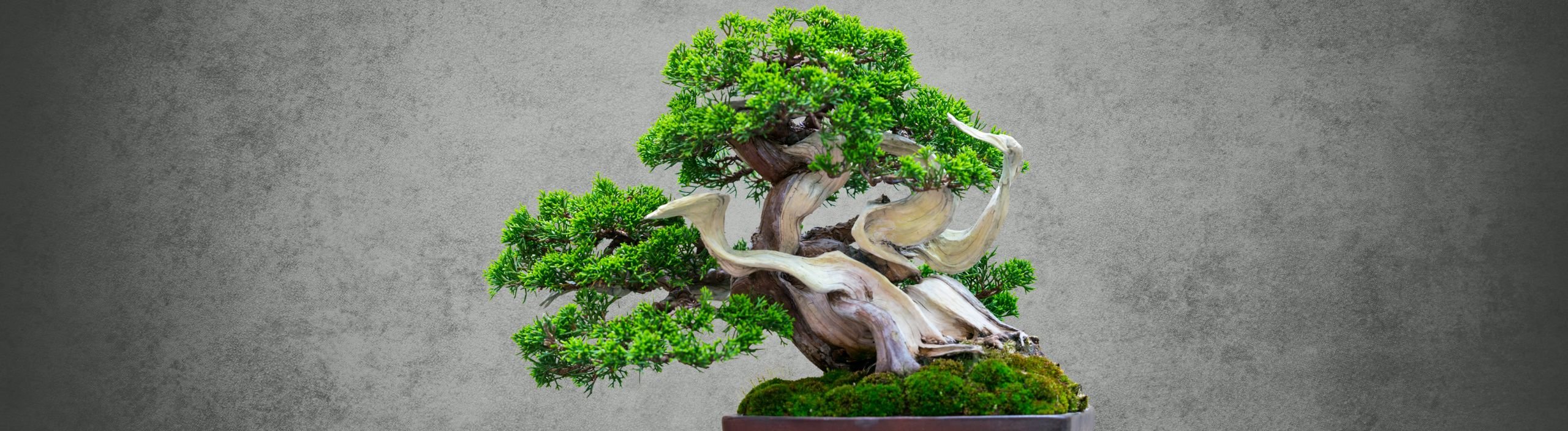 Bonsai for alle i Danmark