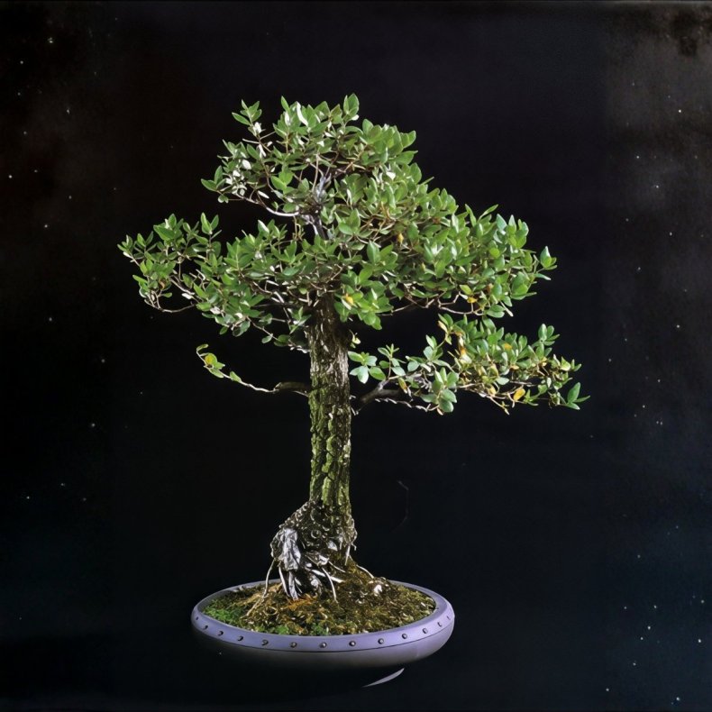 Quercus suber bonsai