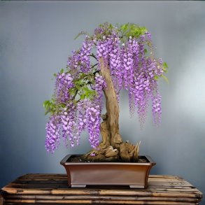 Bolusanthus speciosus