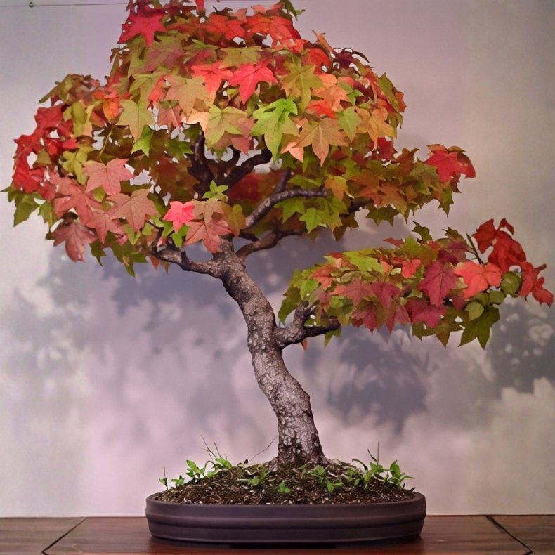 Liquidambar styraciflua