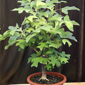 Liriodendron tulipifera bonsai