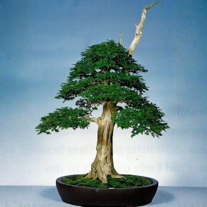 Vitex agnus-castus bonsai