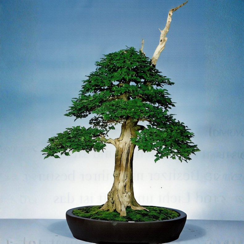 Vitex agnus-castus bonsai