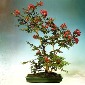 Lagerstroemia indica &lsquo;Violacea&rsquo; bonsai
