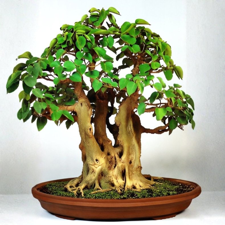 Lagerstroemia indica &lsquo;Violacea&rsquo; bonsai