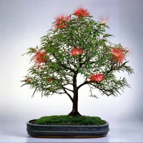 Calliandra haematocephala bonsai