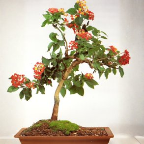 Calliandra haematocephala bonsai