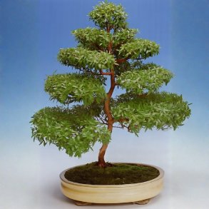 Myrtus communis bonsai