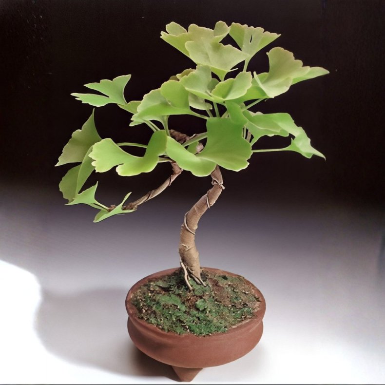 Ginkgo biloba bonsai