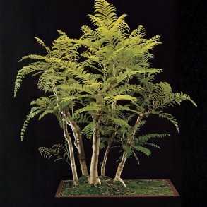 Jacaranda mimosifolia bonsai