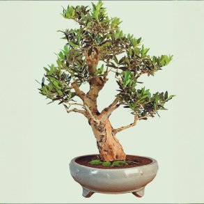 Olea europaea bonsai