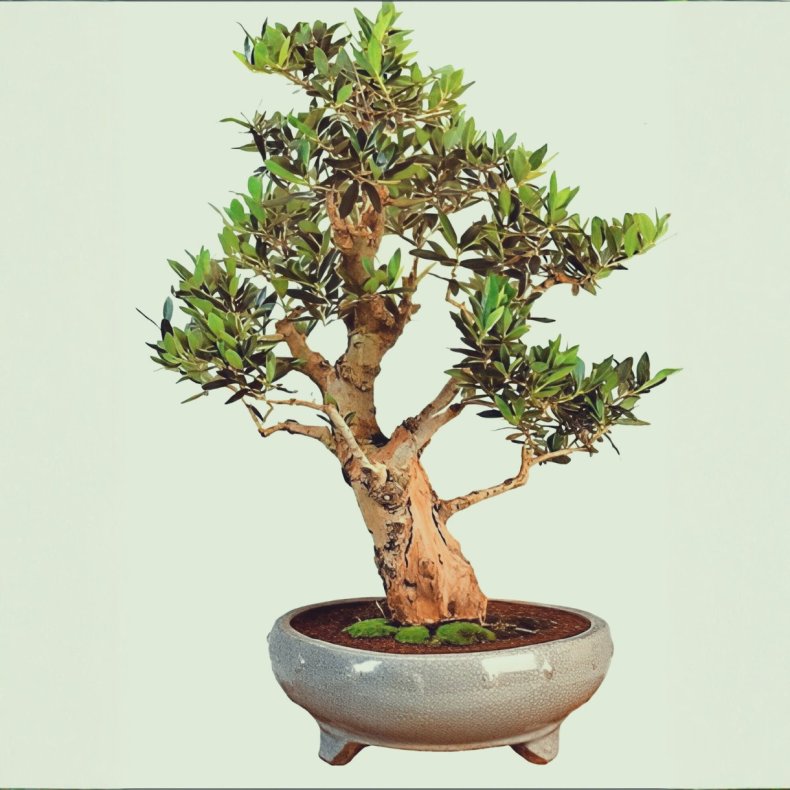 Olea europaea bonsai