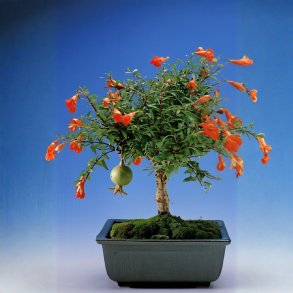 Punica granatum nana bonsai