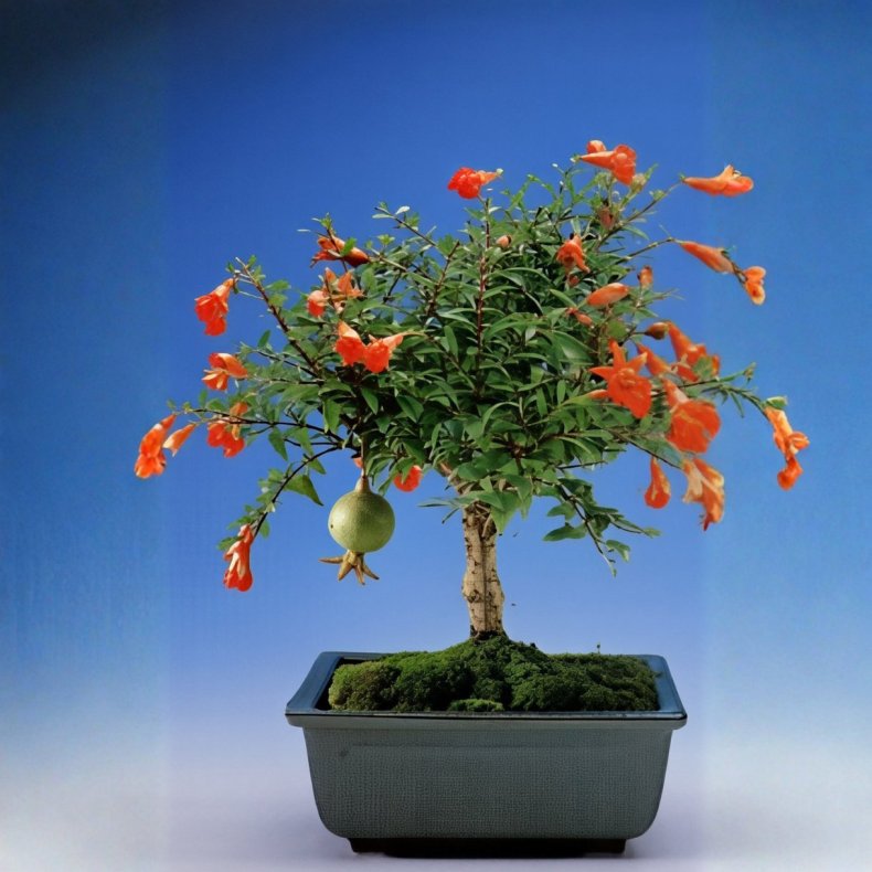 Punica granatum nana bonsai