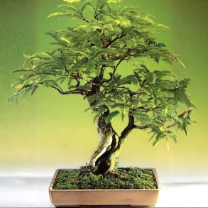 Tamarindus indica bonsai