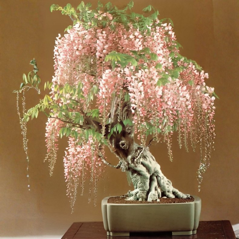 Wisteria chinensis bonsai