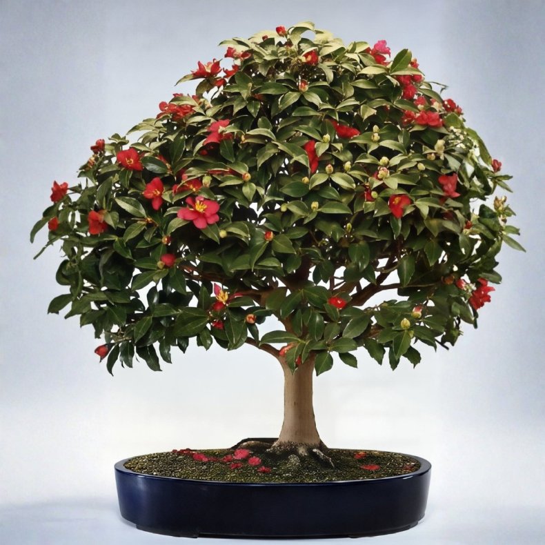 Camellia japonica bonsai