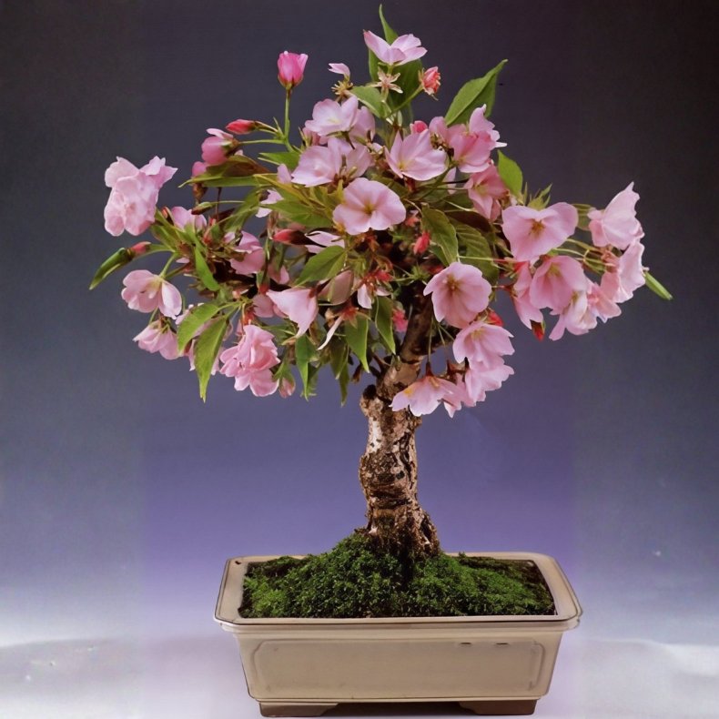 Prunus serrulata bonsai
