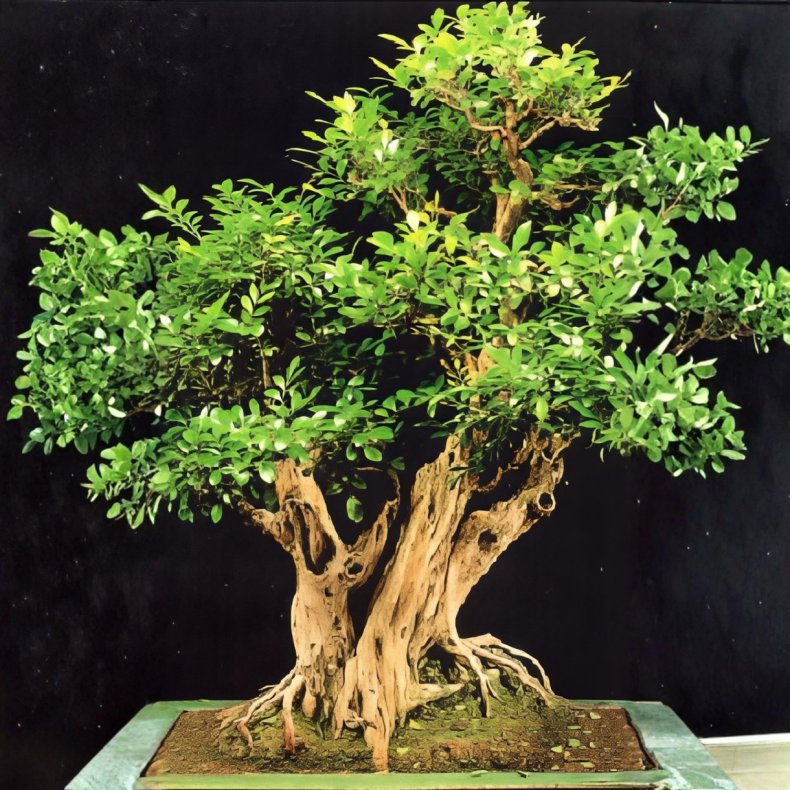 Murraya paniculata bonsai