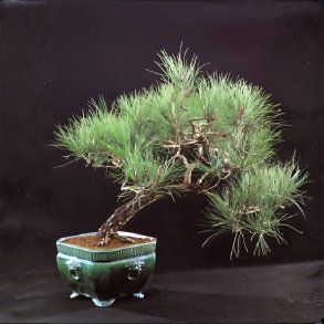 Pinus pinea bonsai