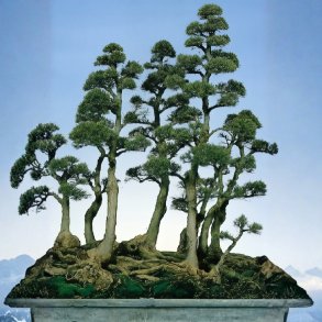 Casuarina equisetifolia bonsai