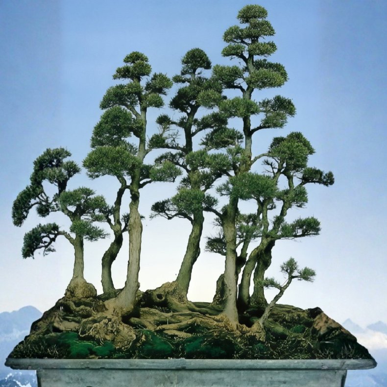 Casuarina equisetifolia bonsai