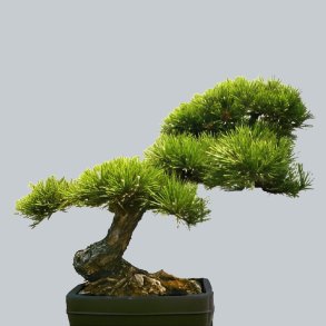 Pinus ponderosa bonsai