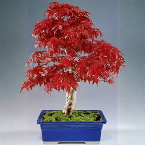 Acer palmatum atropurpureum bonsai