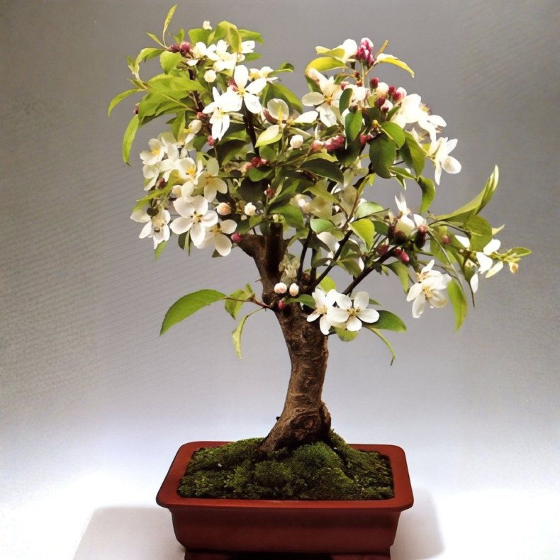 Malus halliana bonsai