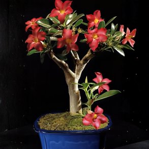 Adenium obesum bonsai