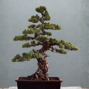 Pinus parviflora bonsai