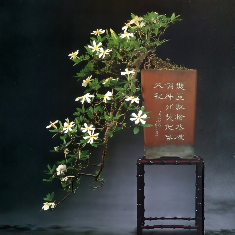 Gardenia jasminoides bonsai