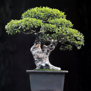 Ulmus chinensis bonsai