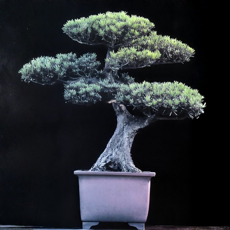 Podocarpus costalis bonsai