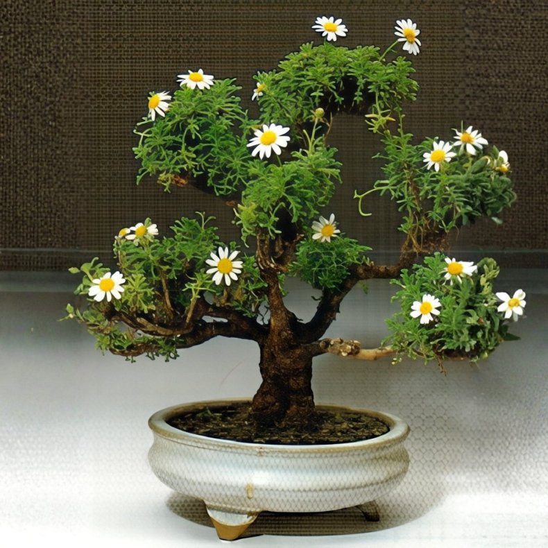 Argyranthemum foeniculaceum bonsai