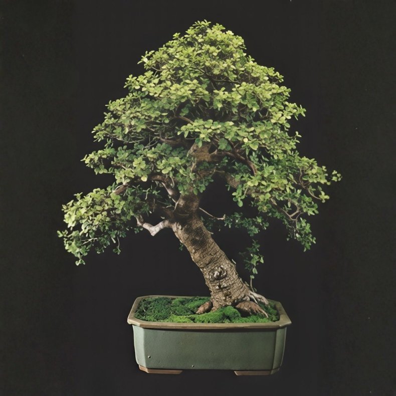 Portulacaria afra bonsai